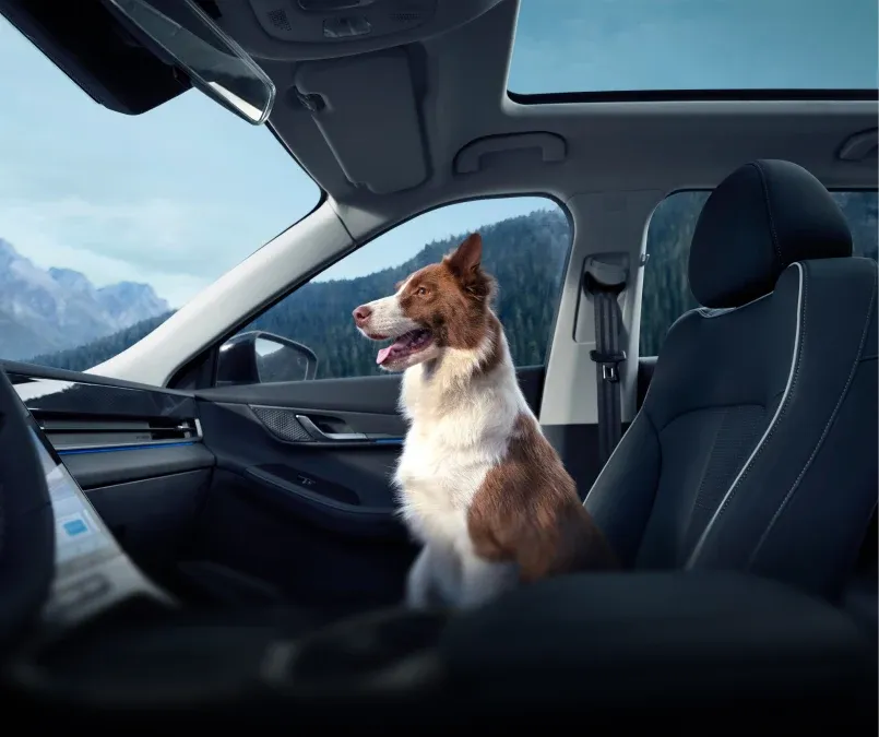 Cabina apta para mascotas